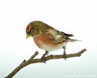 /album/vogels-van-jacques/huvaere-21-jpg/